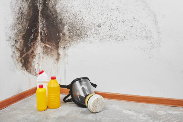 Best Residential Mold Remediation in Carter, TX