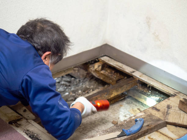 Best Mold Remediation for Schools in Carter, TX