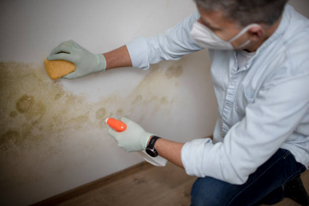 Best Mold Testing and Inspection Services in Carter, TX