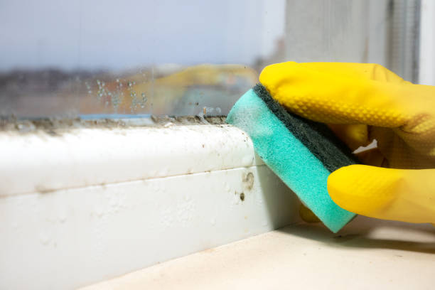 Best Insurance-Related Mold Remediation in Carter, TX