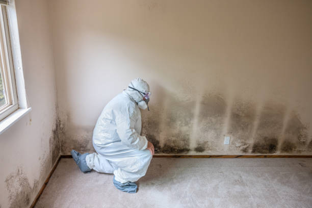 Best DIY Mold Remediation Support Services in Carter, TX