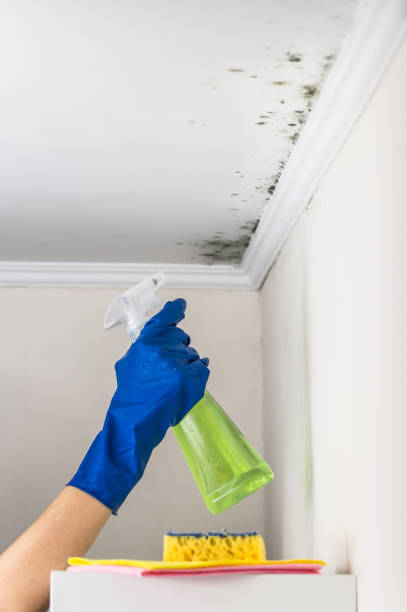 Best Mold Remediation for Specific Building Types in Carter, TX